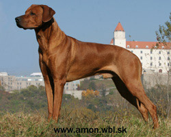 alpha Rhodesian Ridgeback