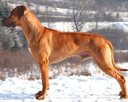 chayton Rhodesian Ridgeback