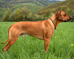 chebale Rhodesian Ridgeback