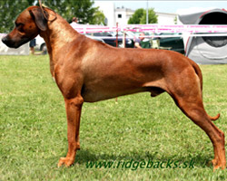 enzo Rhodesian Ridgeback