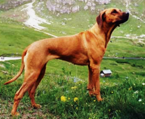 ridgeback Adelaide WADARU