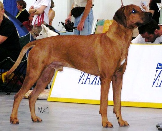 ridgeback Amango zTatianovho Dvora