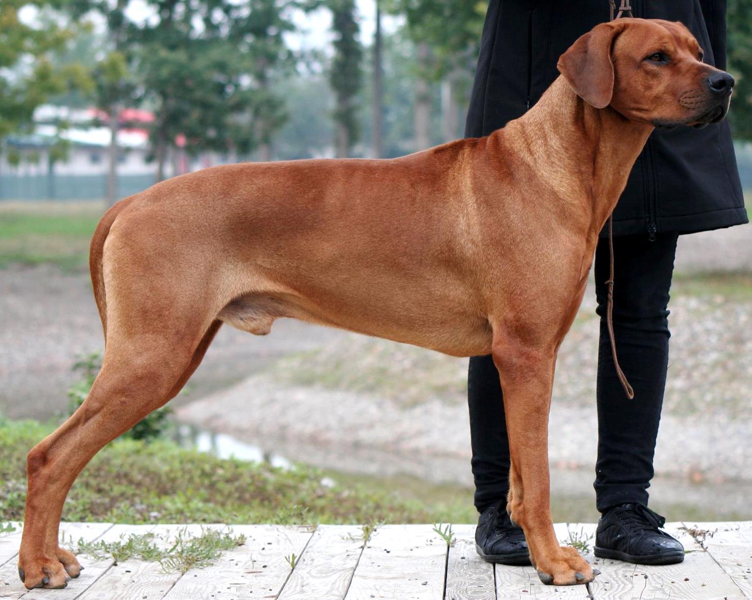 ridgeback Amon Alpha Shingamonga