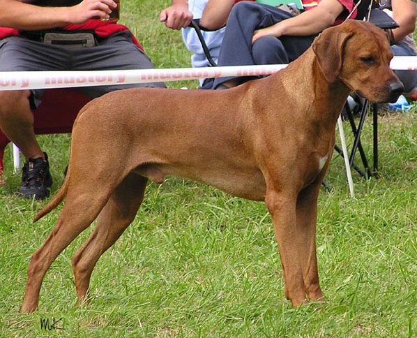 ridgeback Ascot Alta Mirano