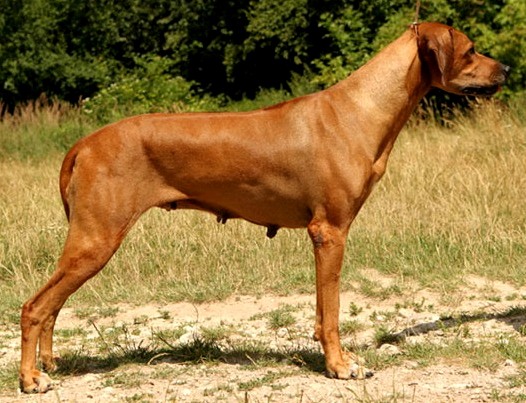 ridgeback Balda Turkana Loewenschwanz