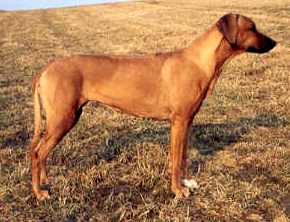 ridgeback Bendy zVrboveckeho Mlyna