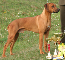 ridgeback Bruno Wadarus Kid BARDY