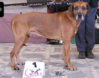 ridgeback Calibre MKhulu Baas