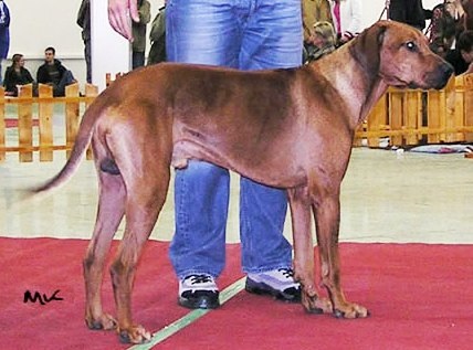 ridgeback Dandy Aquila Bojnice