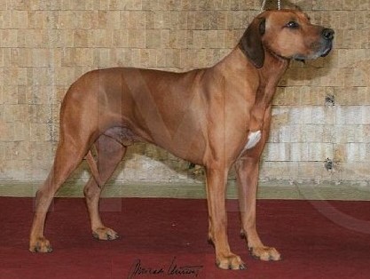 ridgeback David AquilaBojnice