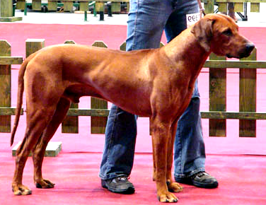 ridgeback Falco zUdoli Roznova