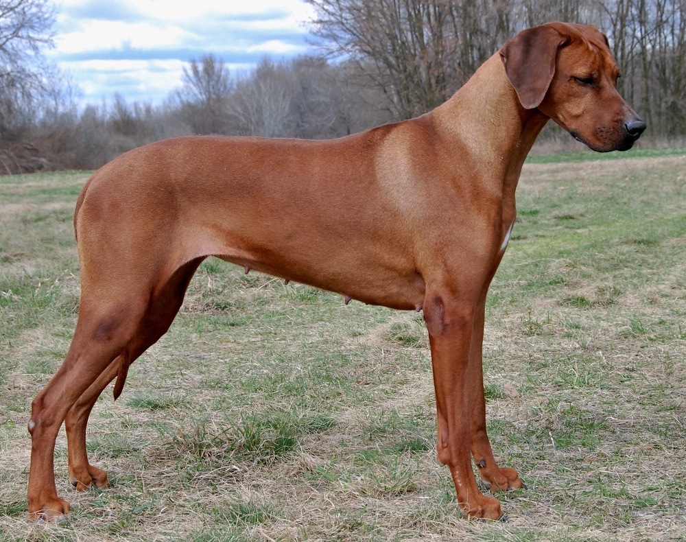 ridgeback Fidorka Aquila Bojnice