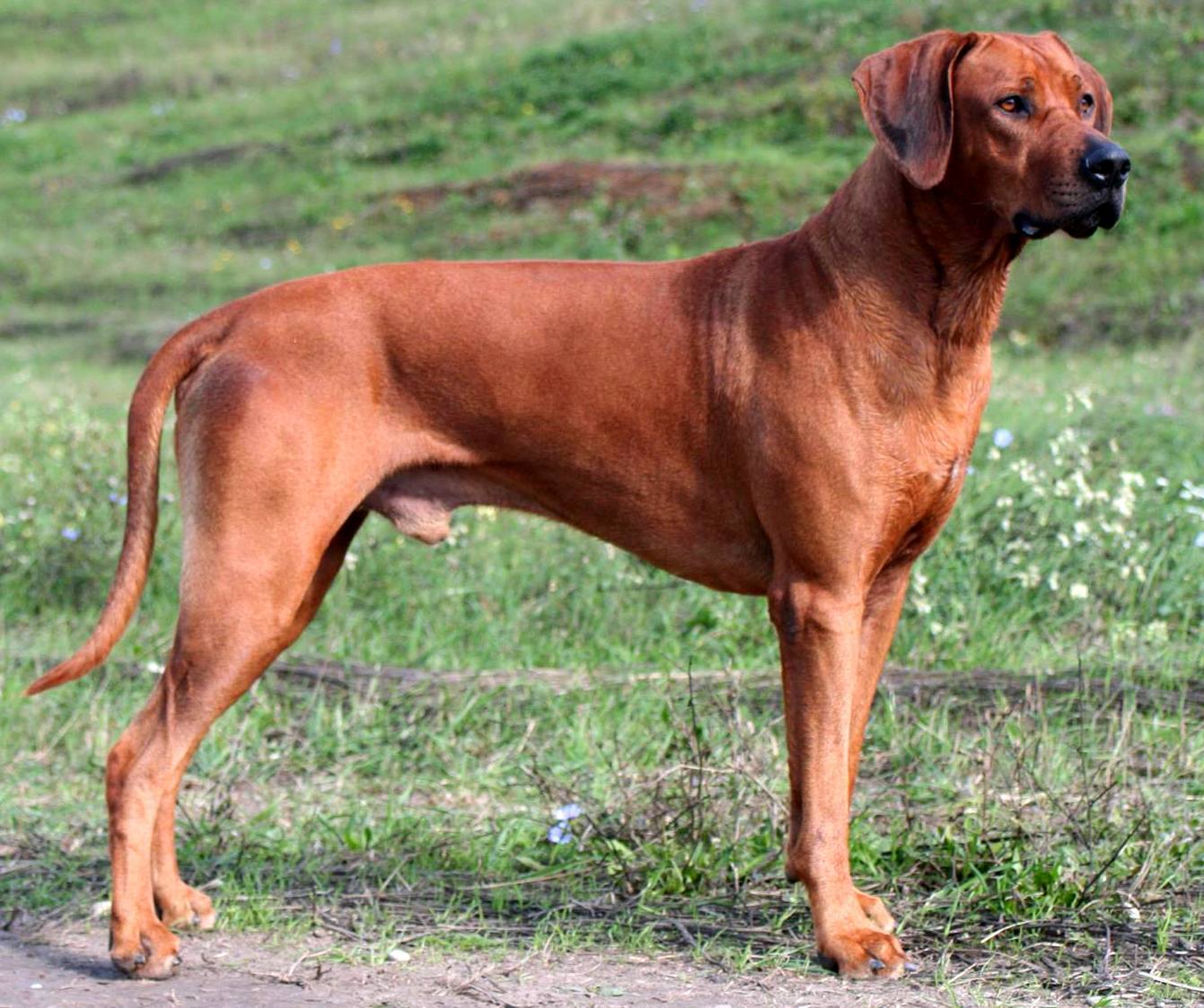 ridgeback Habi Alex Loewenschwanz