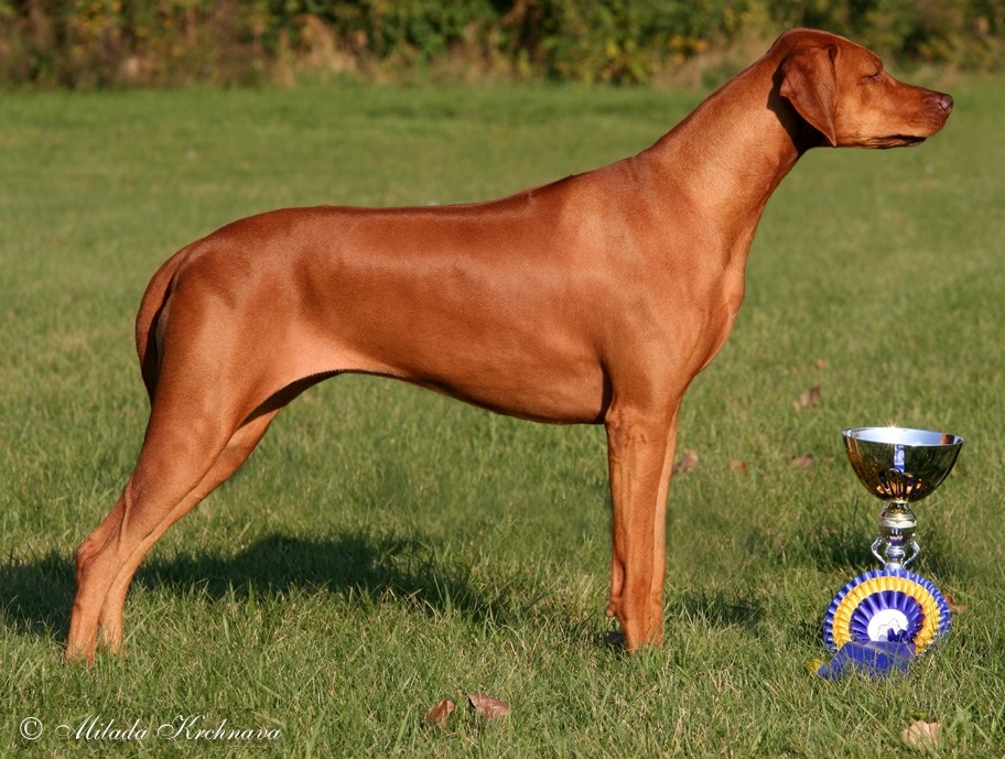 ridgeback Hillvalleys Angel Luanda