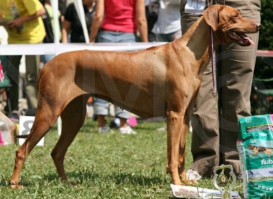 ridgeback Lady CHER