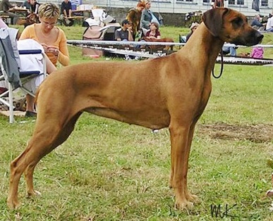 ridgeback Macumazahn Malawi Magic