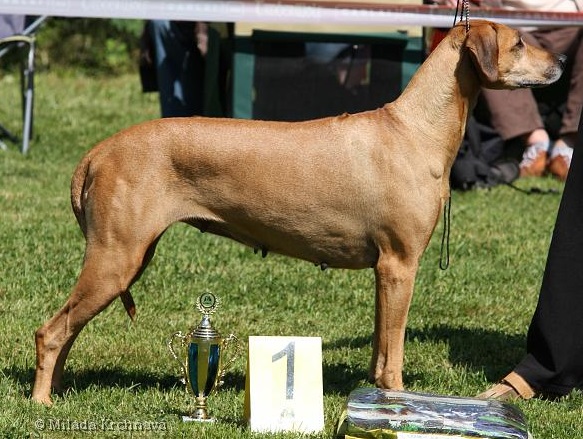 ridgeback Macumazahn Tusani Pearl