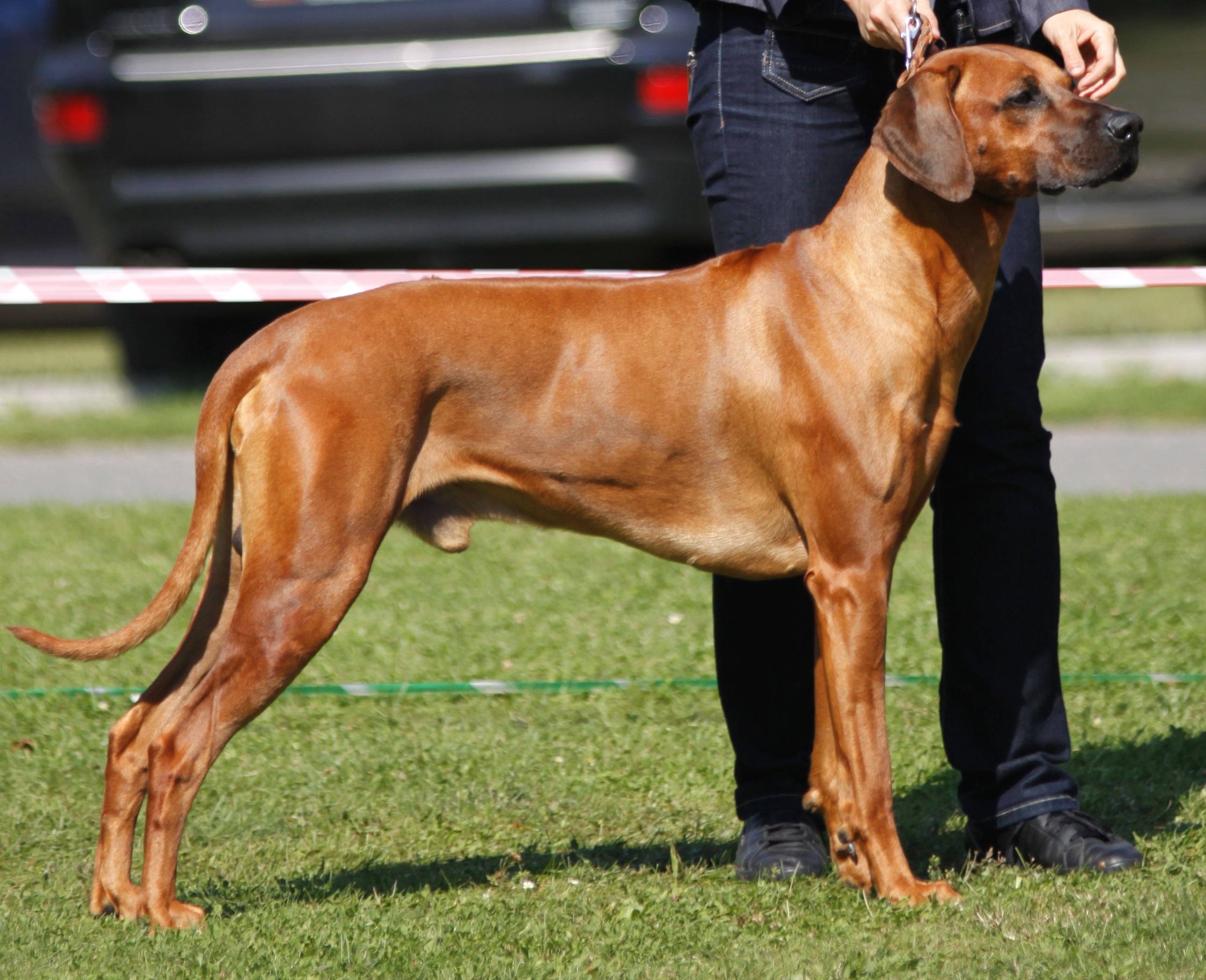 ridgeback Taarique Glenaholm