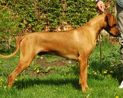 ridgeback aaron