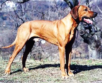 ridgeback african red stone arnold1