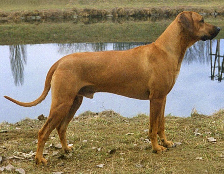 ridgeback aleut bukama1