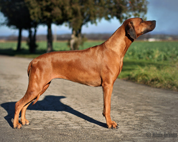 ridgeback alexis FFluanda