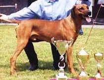 ridgeback assio zahoranka1