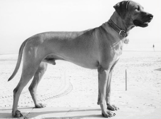 ridgeback billy numa II