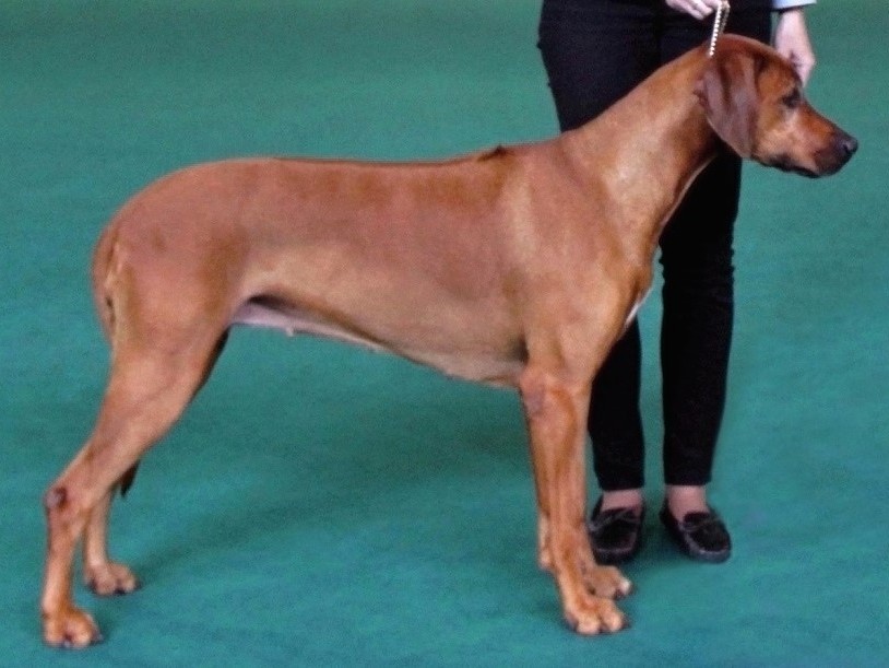 ridgeback chelsey per af