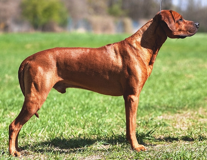 ridgeback chimalsi balda loewenschwanz