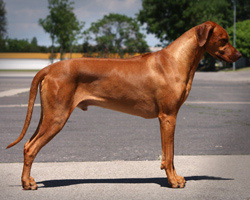 ridgeback diego elprimo