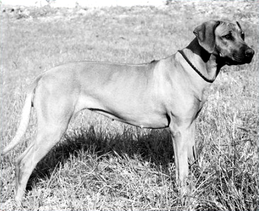 ridgeback kwazulu csakanyuka