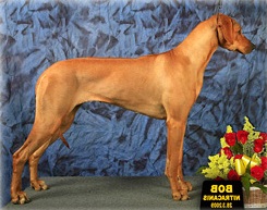 ridgeback tusani extra chilli