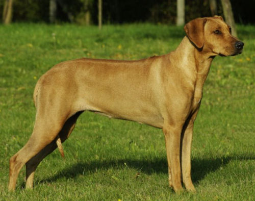 ridgeback tusani extra spice