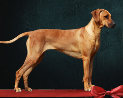 ridgeback tusani olala paris