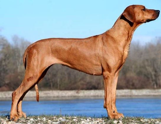 ridgeback zahra