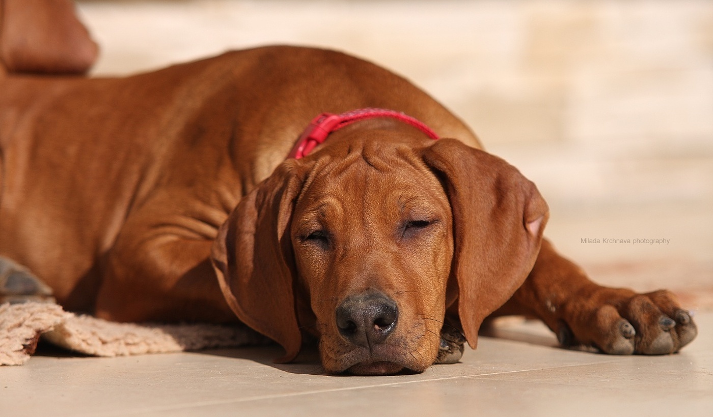 štandardný Rhodesian Ridgeback