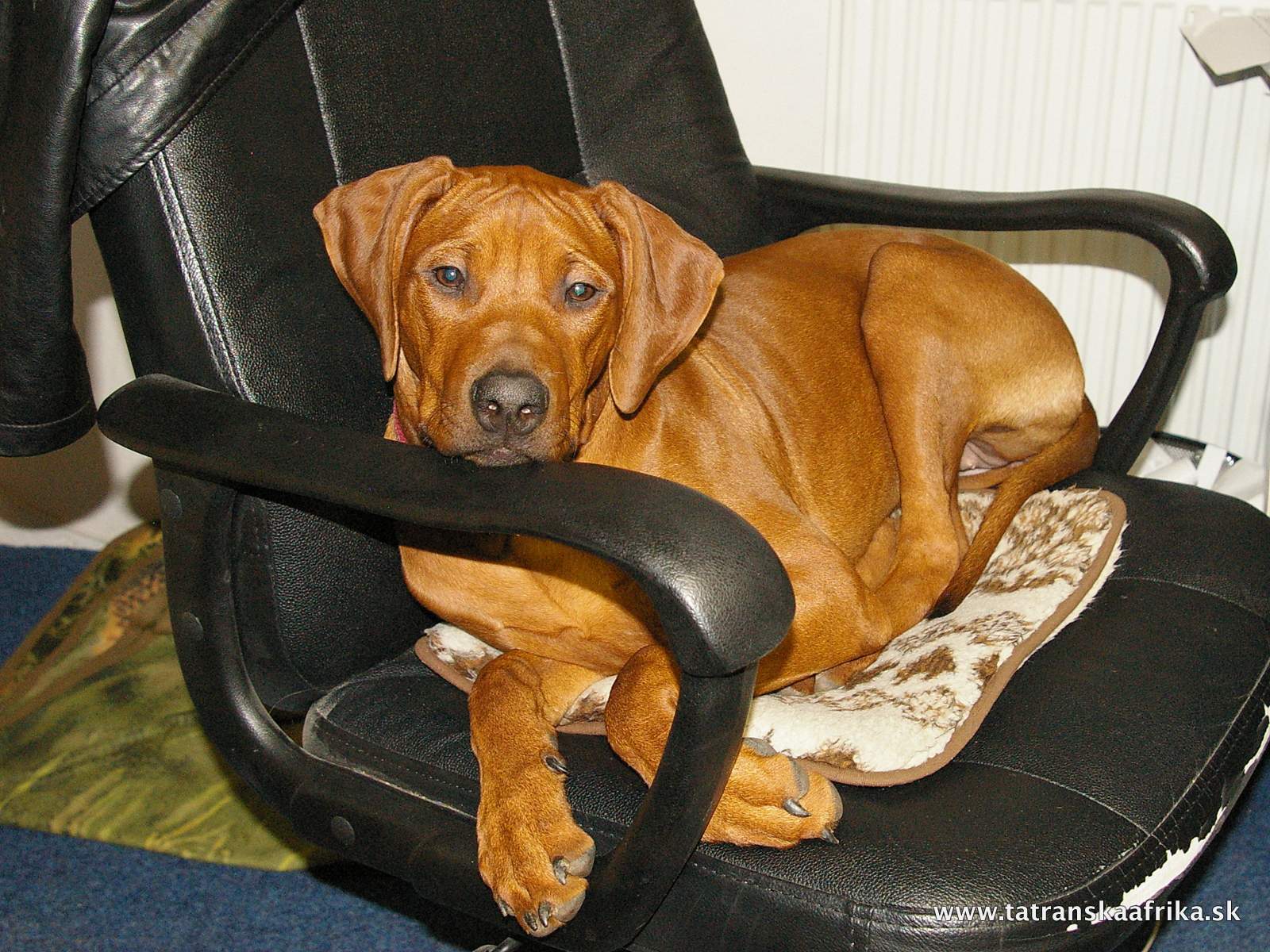 Eliska - Rhodesian Ridgeback