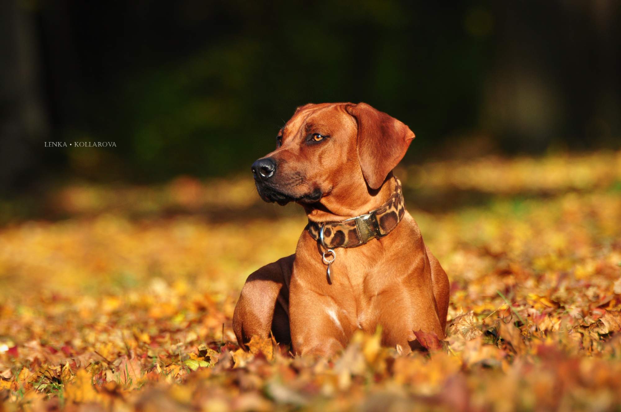 Lekol - Rhodesian Ridgeback