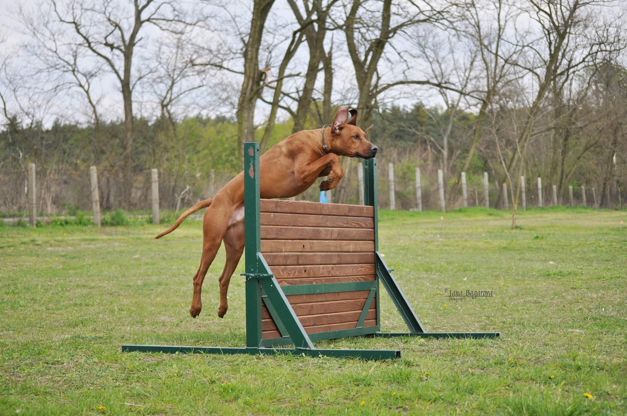 Rhodesian Ridgeback Agility