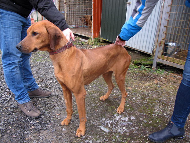 Rhodesian ridgeback dina1161