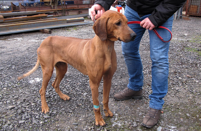 Rhodesian ridgeback dina1162