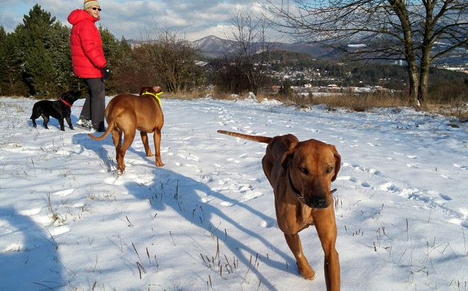 Rhodesian ridgeback dina1163