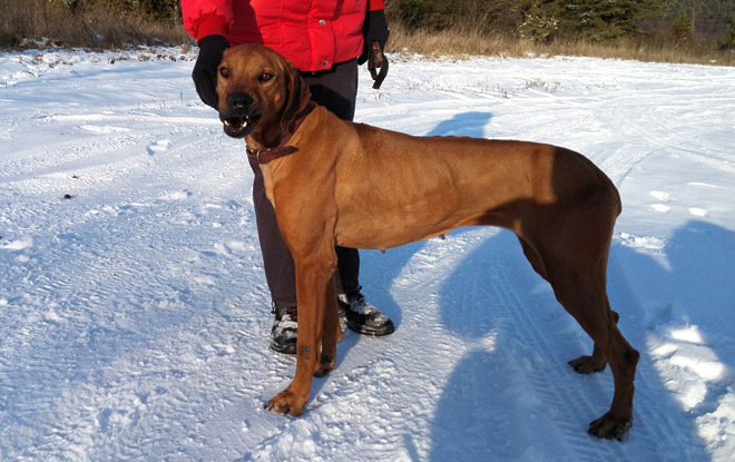 Rhodesian ridgeback dina1165