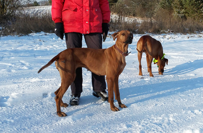 Rhodesian ridgeback dina1166