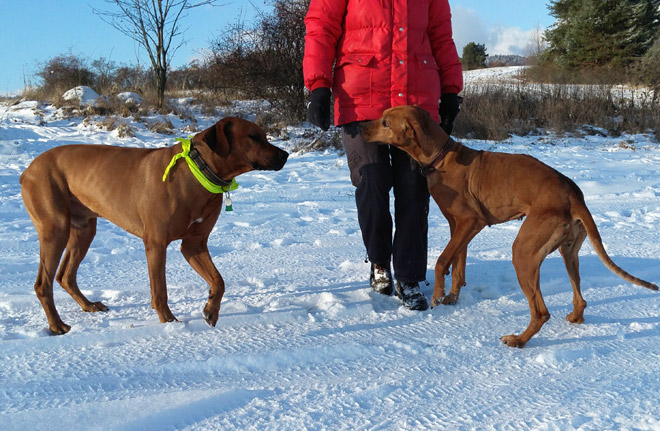 Rhodesian ridgeback dina1167