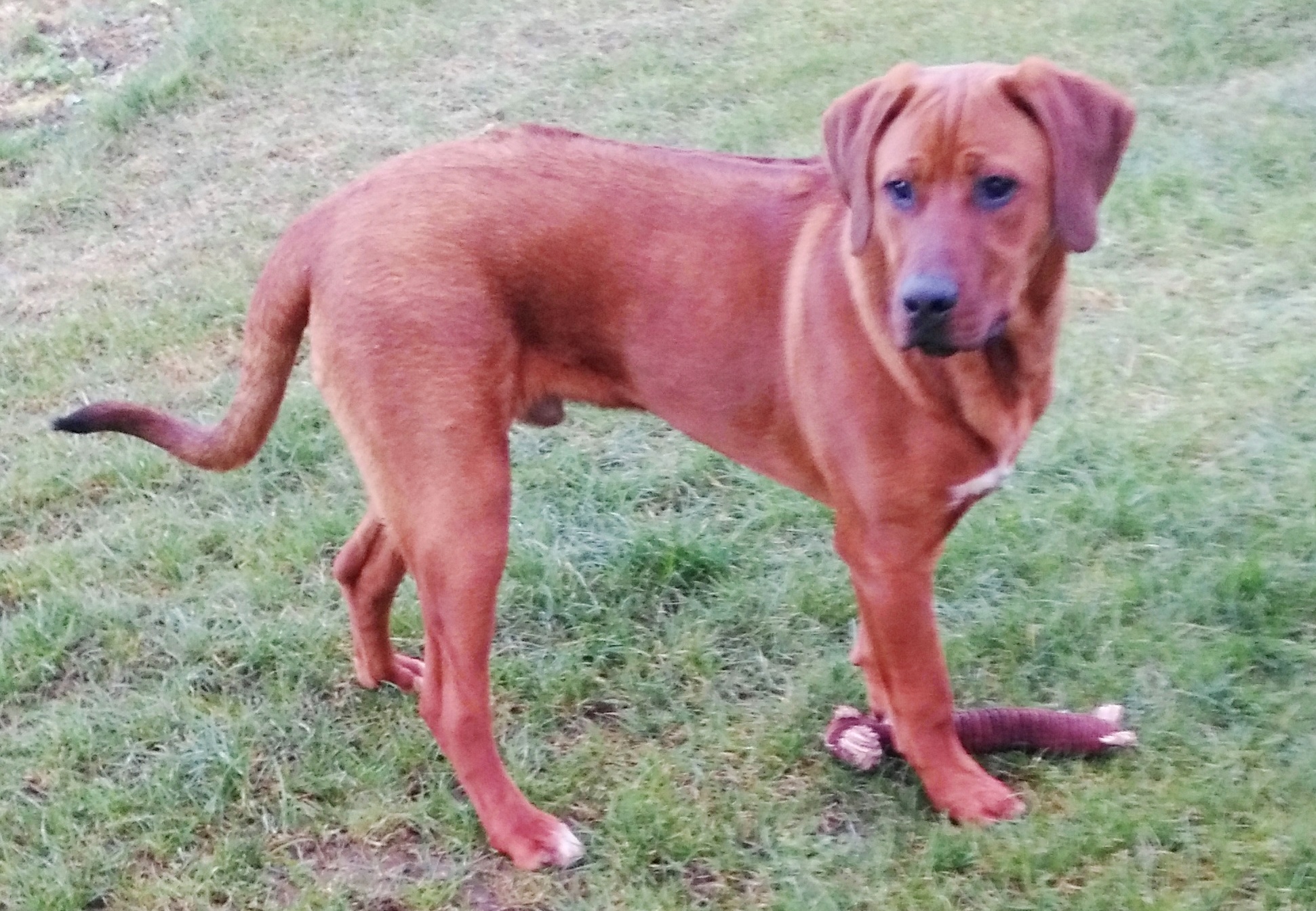 Rhodesian Ridgeback Johny3