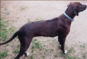 blackwheaten