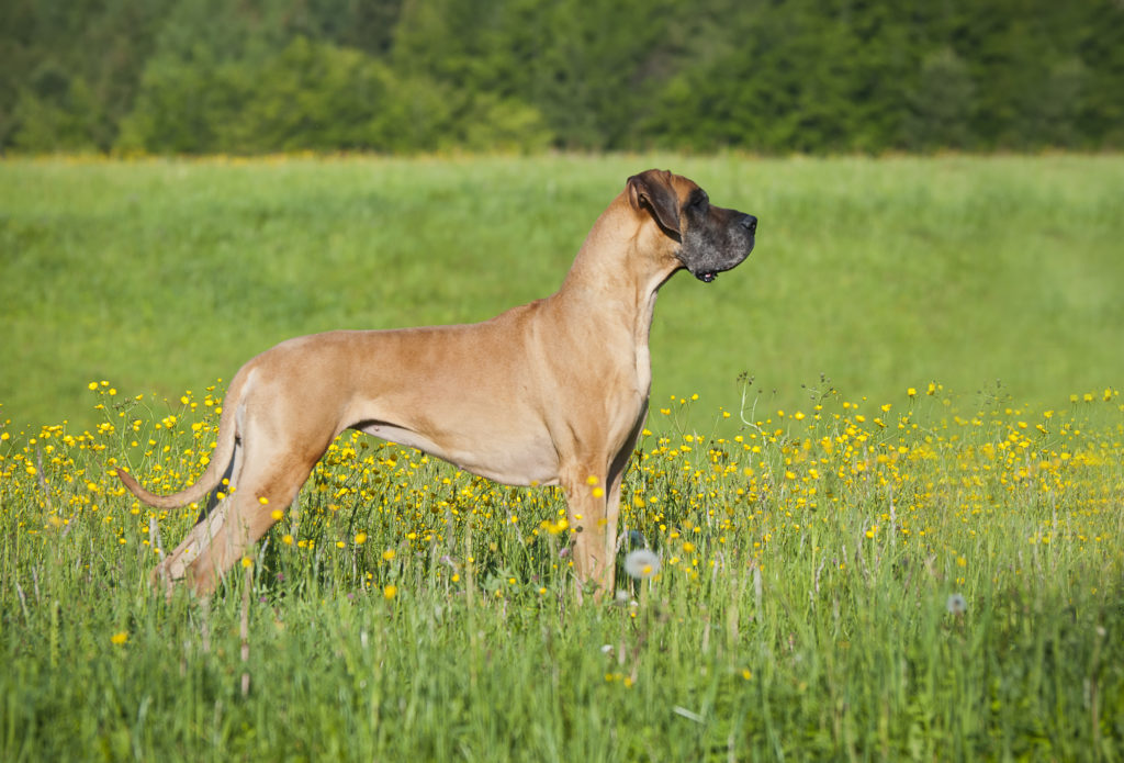 Dane in Field 1024x695