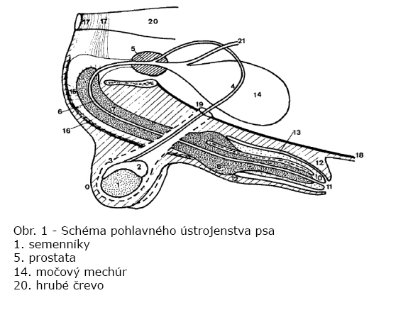 organes genitaux du chien